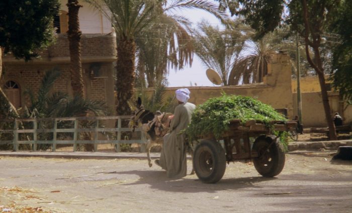 Hombre carretilla con burro Curiosidades de Egipto